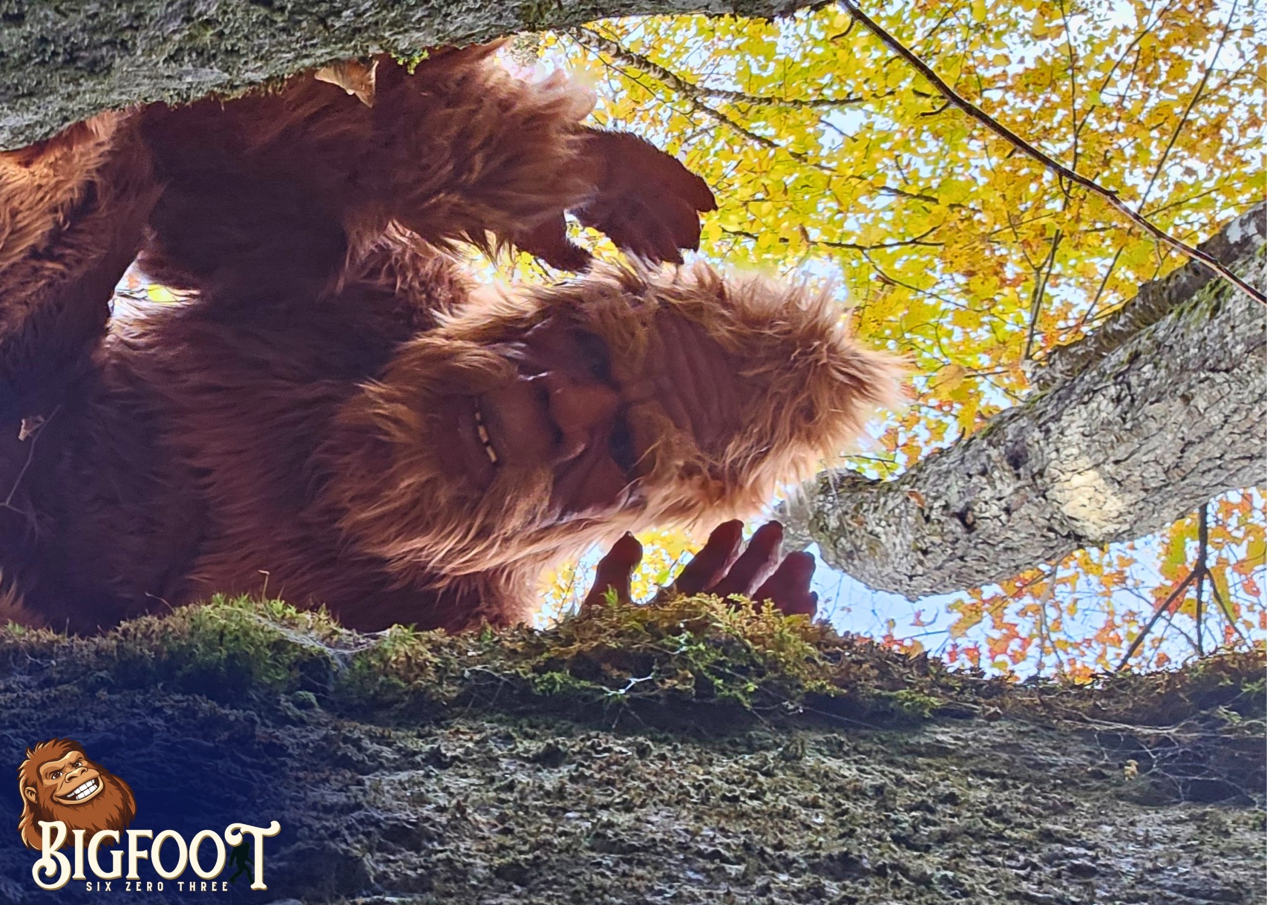 Bigfoot Photo Gallery